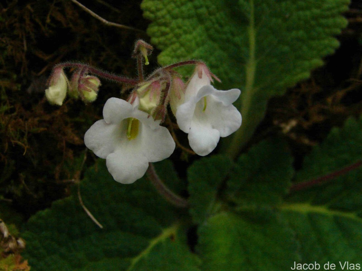 Henckelia humboldtiana (Gardner) A.Weber & B.L.Burtt